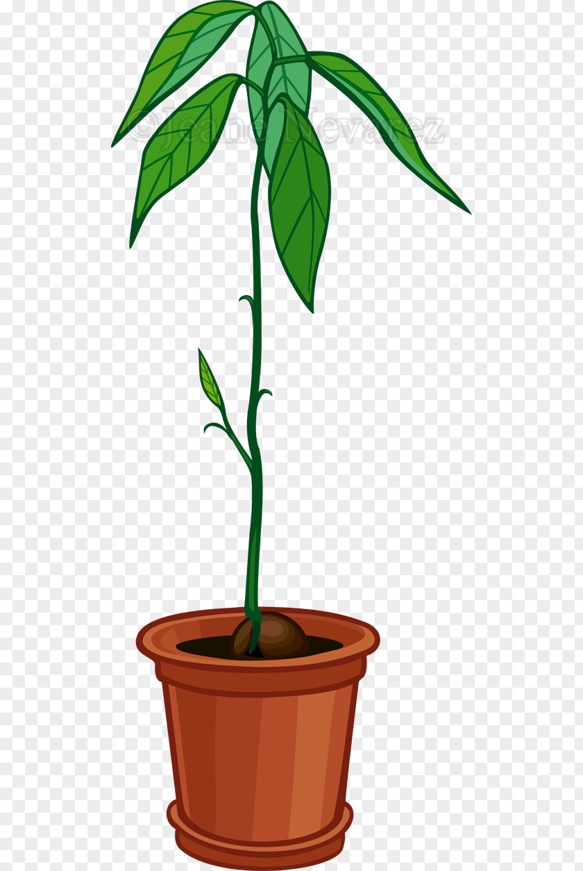 Tree Avocado Flowerpot Houseplant PNG