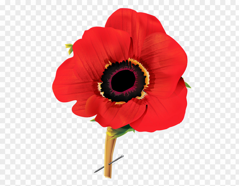 Flower Illustration Remembrance Poppy Save The Cat! Last Book On Screenwriting You'll Ever Need PNG