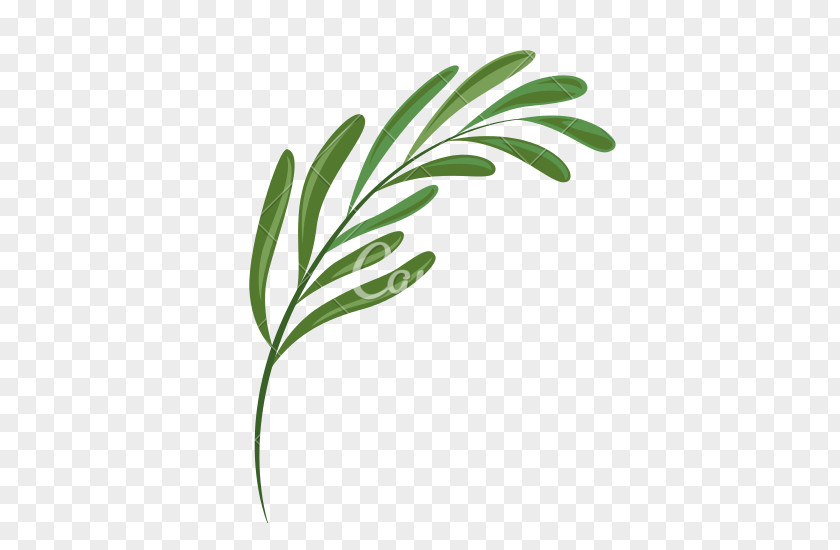 Greenery Leaf Plant Fern PNG