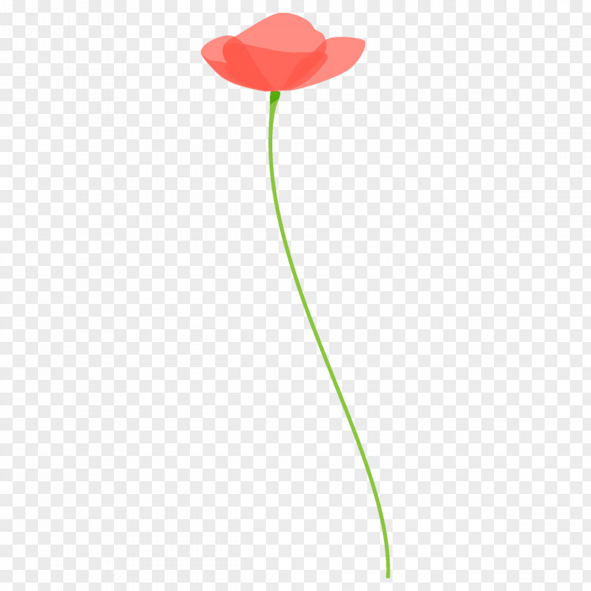 Poppy Flower PNG