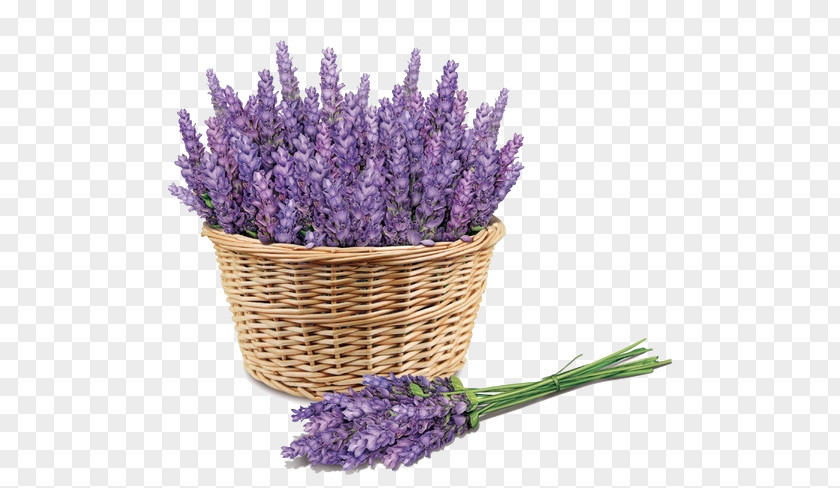 Purple Lavender Sunscreen Face Skin Price PNG