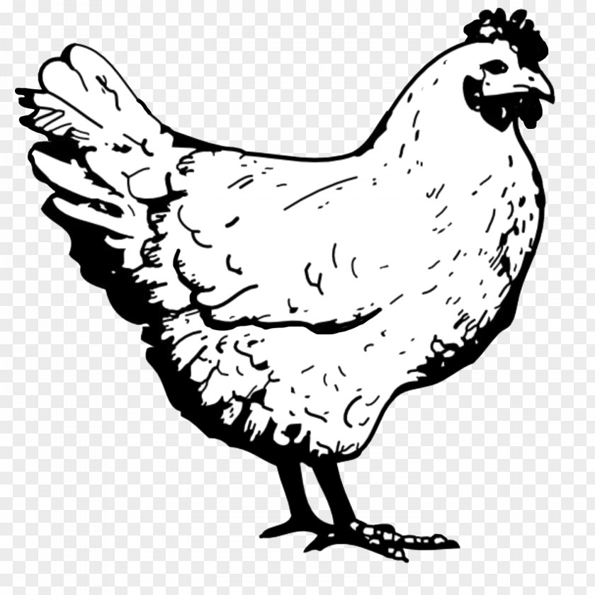 Clip Art Silkie Image Guineafowl Drawing PNG