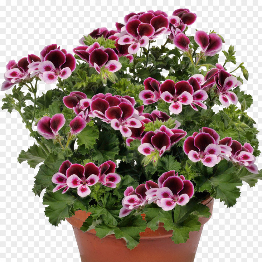 Flower Seed Pelargonium Zonale Plant Duftpelargonie PNG