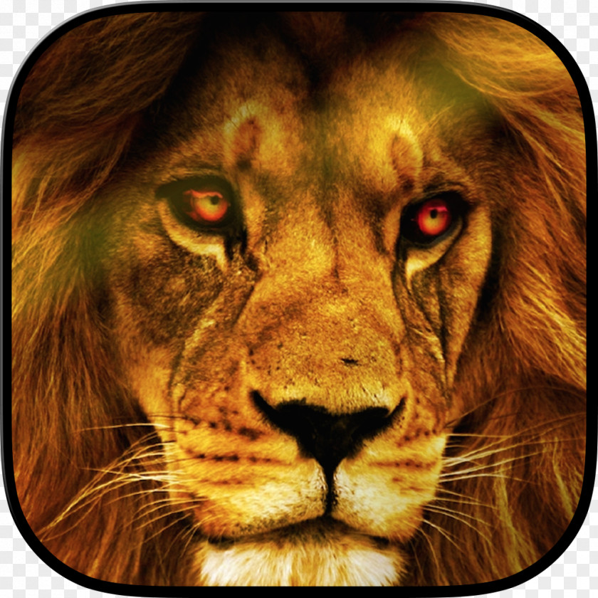 Lion Desktop Wallpaper Wildlife YouTube PNG