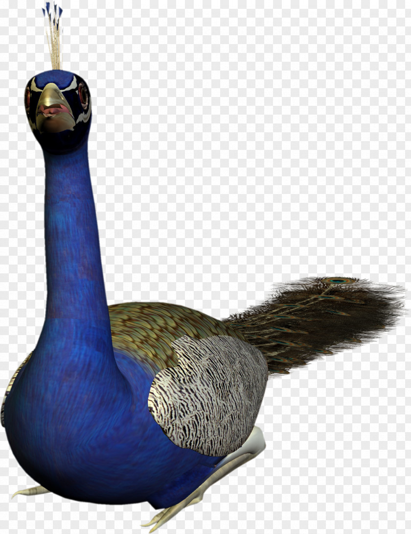 Peacock Bird Feather Peafowl Pavo Goose PNG