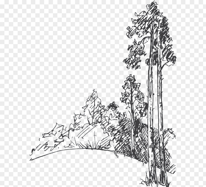 Tree Drawing Pine Sketch PNG