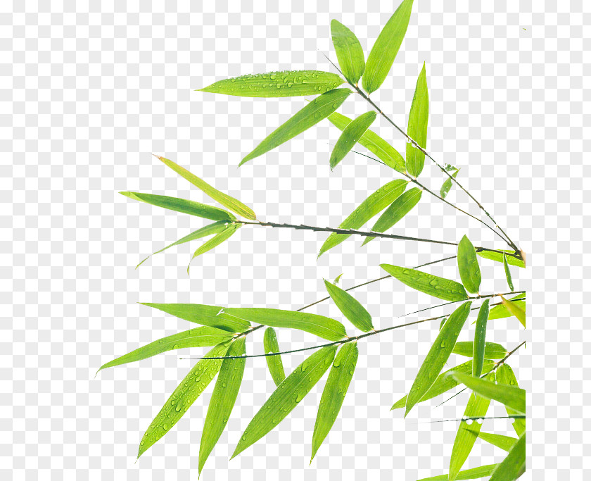Bamboo Leaf Background Design Green Wallpaper PNG