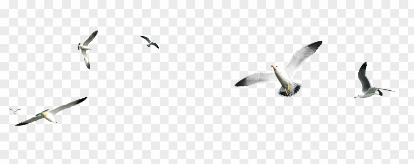 Bird Gulls Heron PNG