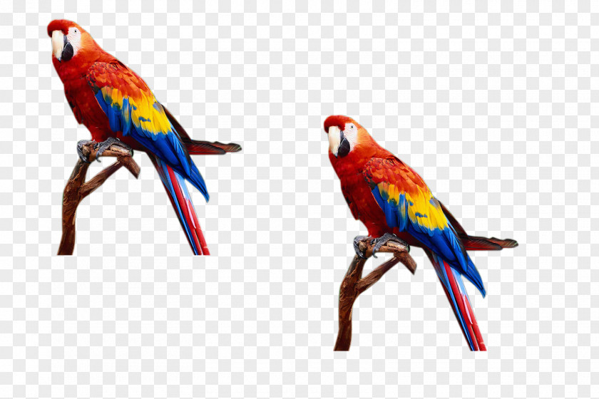 Flock Of Birds Parrot Lovebird PNG