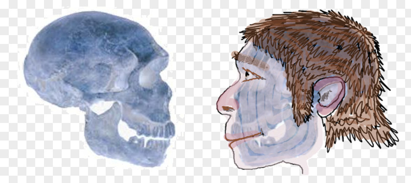 Neandertal La Ferrassie 1 Homo Sapiens PNG