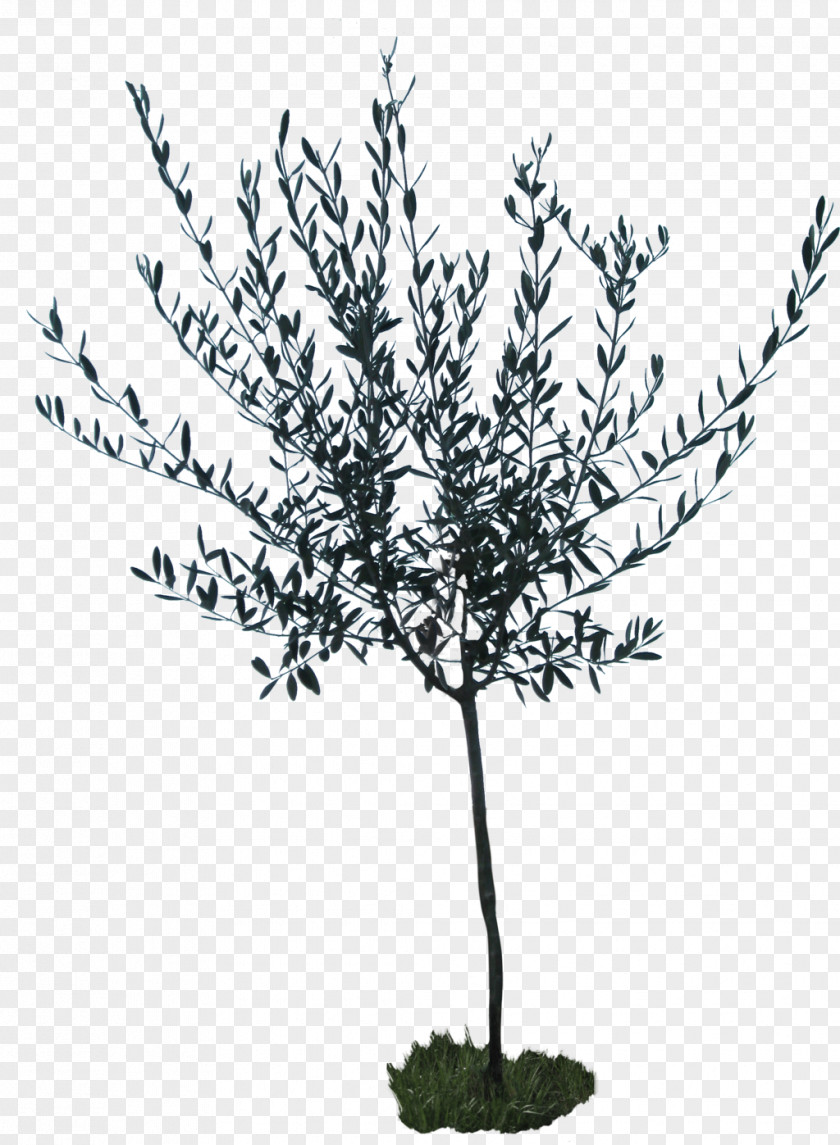 Olive Tree Botanical Drawing DeviantArt Flower Artist Stock PNG