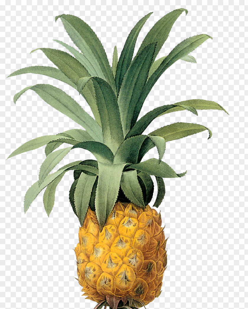 Pineapple Food Bromelia Printmaking Fine Art PNG