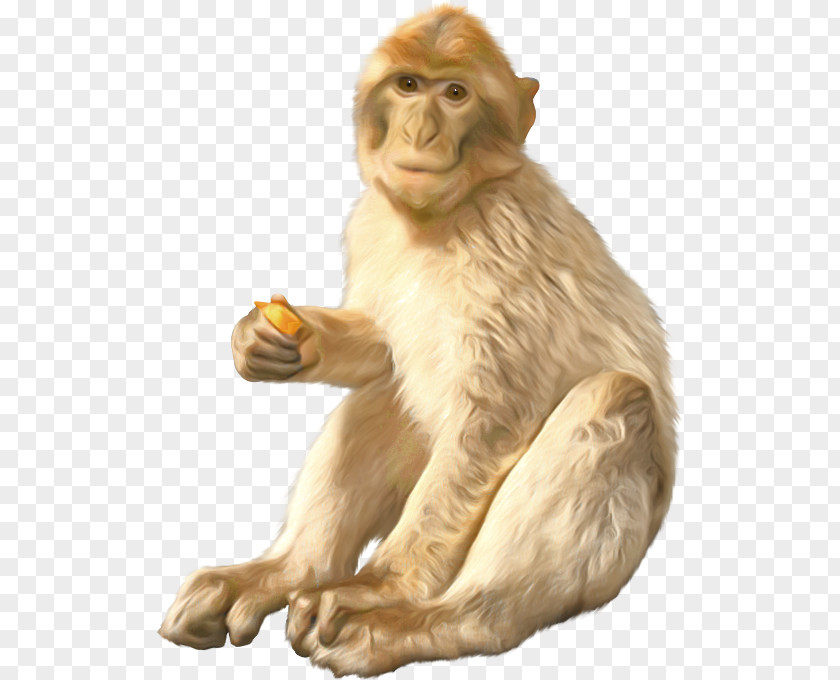 An Orangutan Macaque Ape Monkey PNG