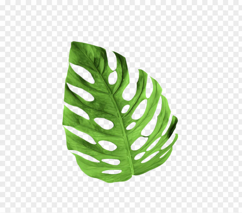 Arum Family Fern PNG