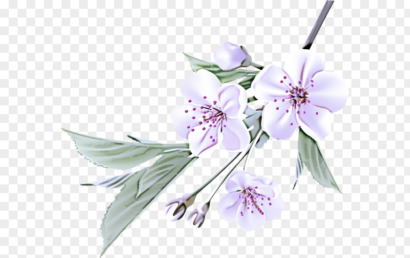 Branch Blossom Flower Plant Petal Flowering PNG