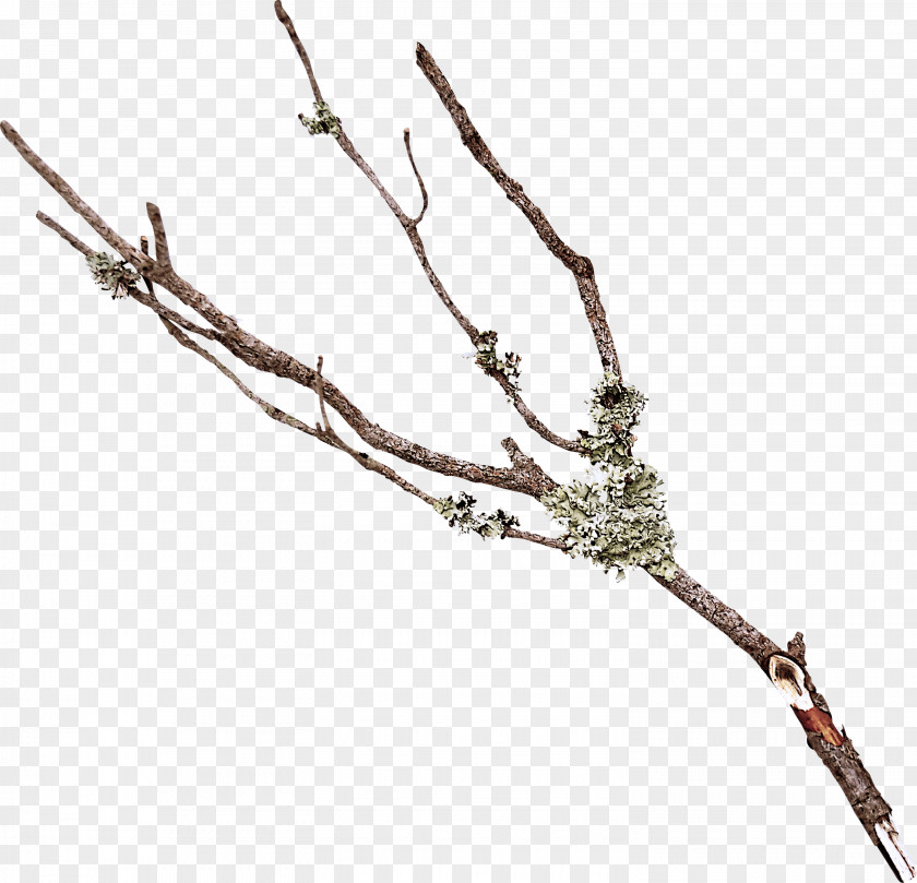 Branch Twig Plant Tree Stem PNG