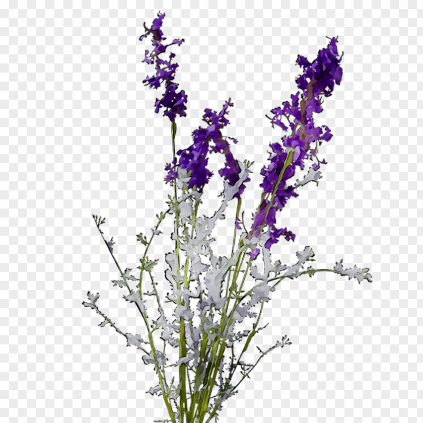 English Lavender Plant Stem Violet Cut Flowers Common Sage PNG