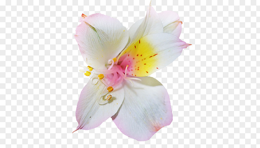 Flower Rhododendron Azalea Clip Art PNG