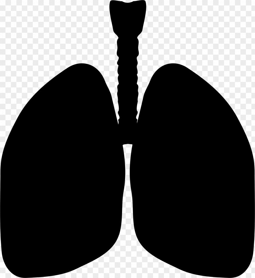 Lung Clip Art PNG