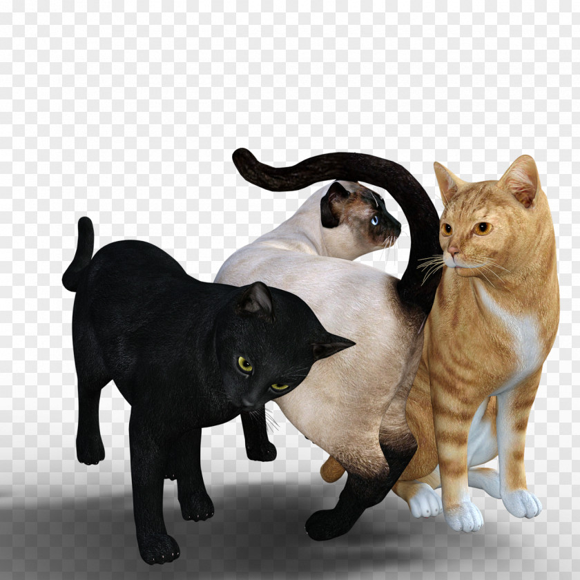 Naughty Cat Manx Kitten Whiskers PNG