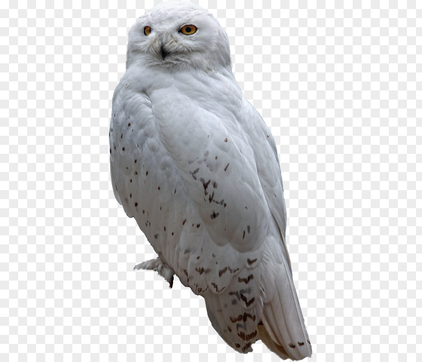 Owl Art Snowy Bird Of Prey PNG