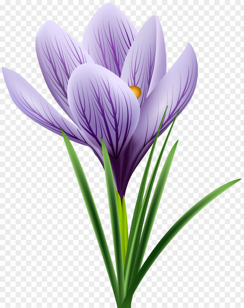 Purple Crocus Vernus Flavus Flower Chrysanthus PNG