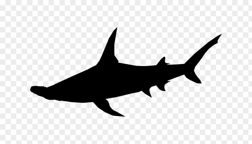 Shark Clip Art Fauna Marine Mammal PNG