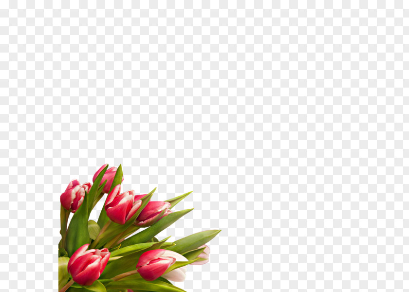 Tulip Digital Image Cut Flowers PNG