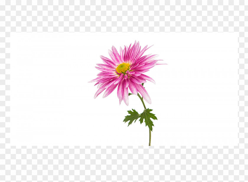 Chrysanthemum Flower Transvaal Daisy Family Stock Photography PNG