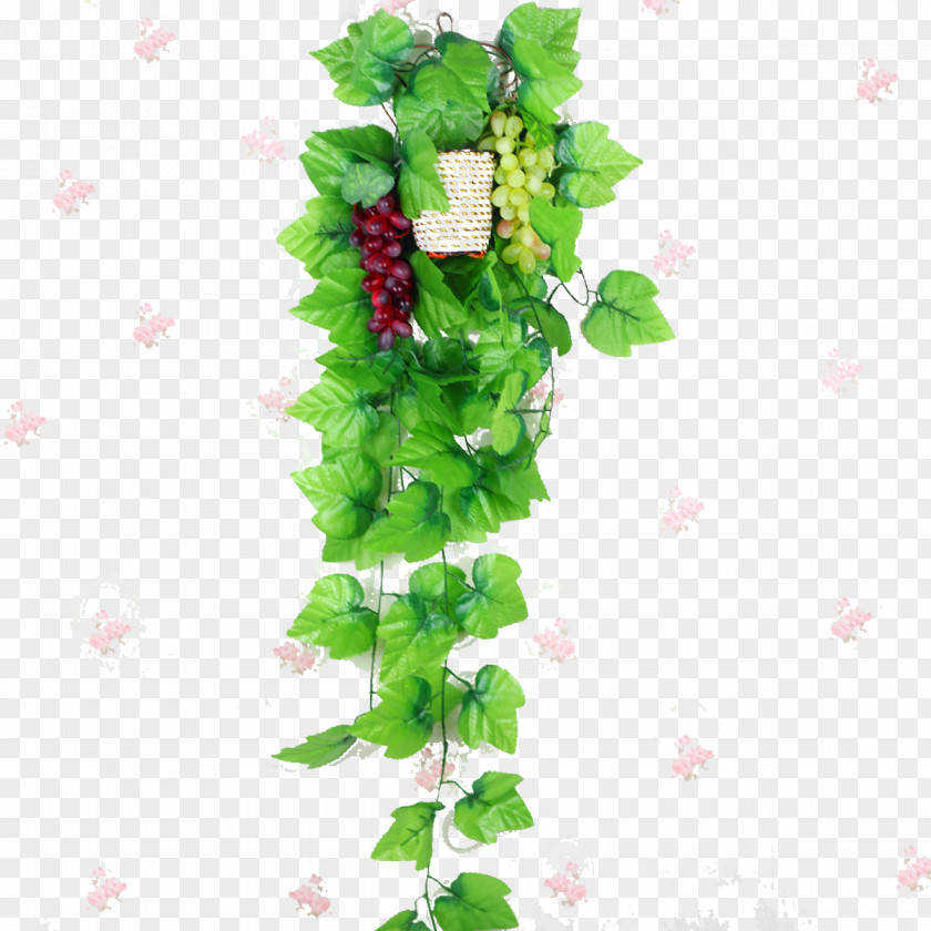 Grape Grapevines Leaf PNG