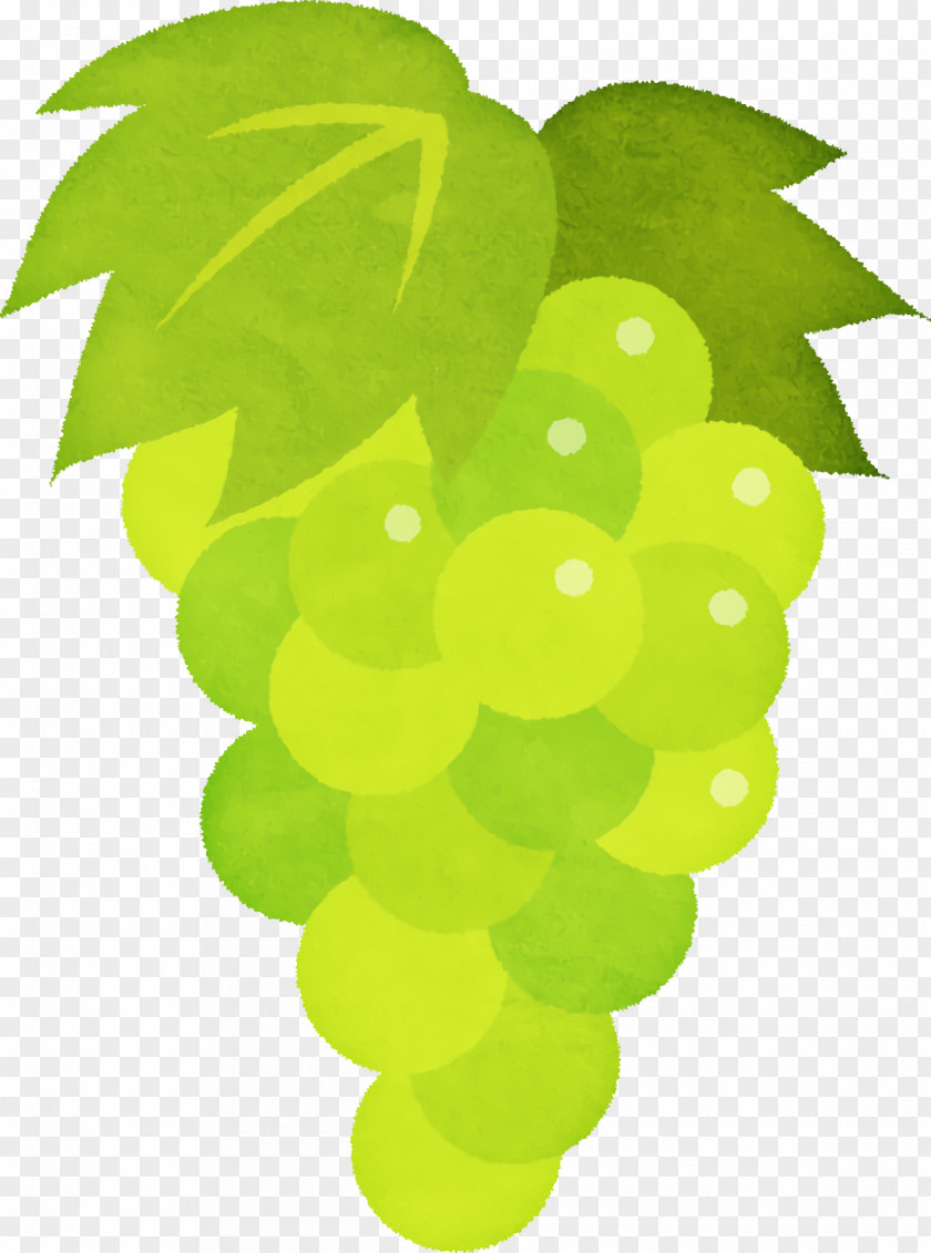 Grape Seedless Fruit Leaf Green PNG