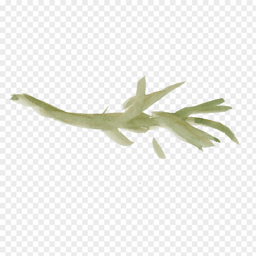 Leaf Plant PNG