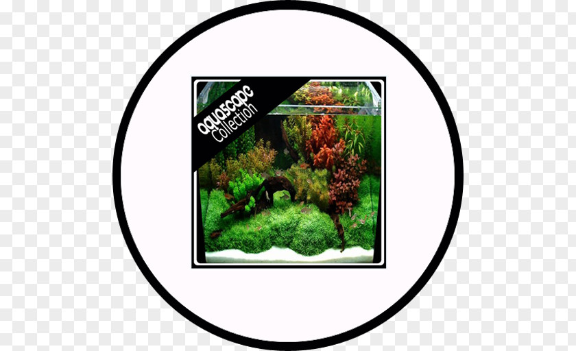 Tree Aquariums Fresh Water PNG