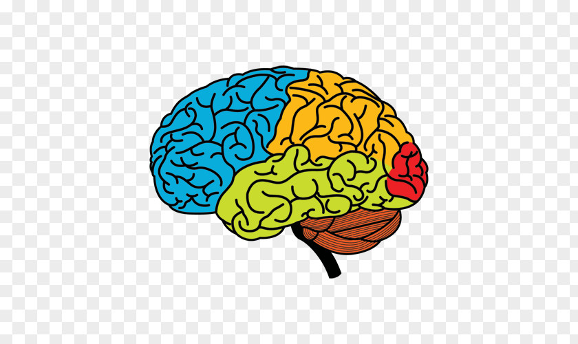 Brain Human Cerebral Hemisphere Drawing Clip Art PNG