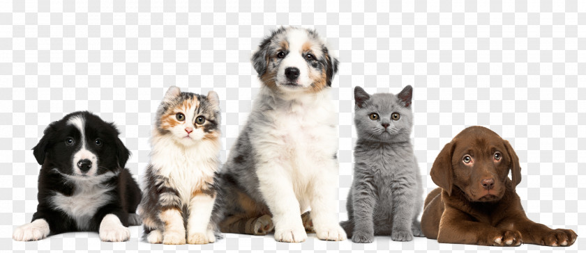 Cat Dog Puppy Kitten Pet PNG
