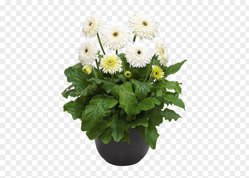 Chrysanthemum Transvaal Daisy Flowerpot Cut Flowers Plant PNG
