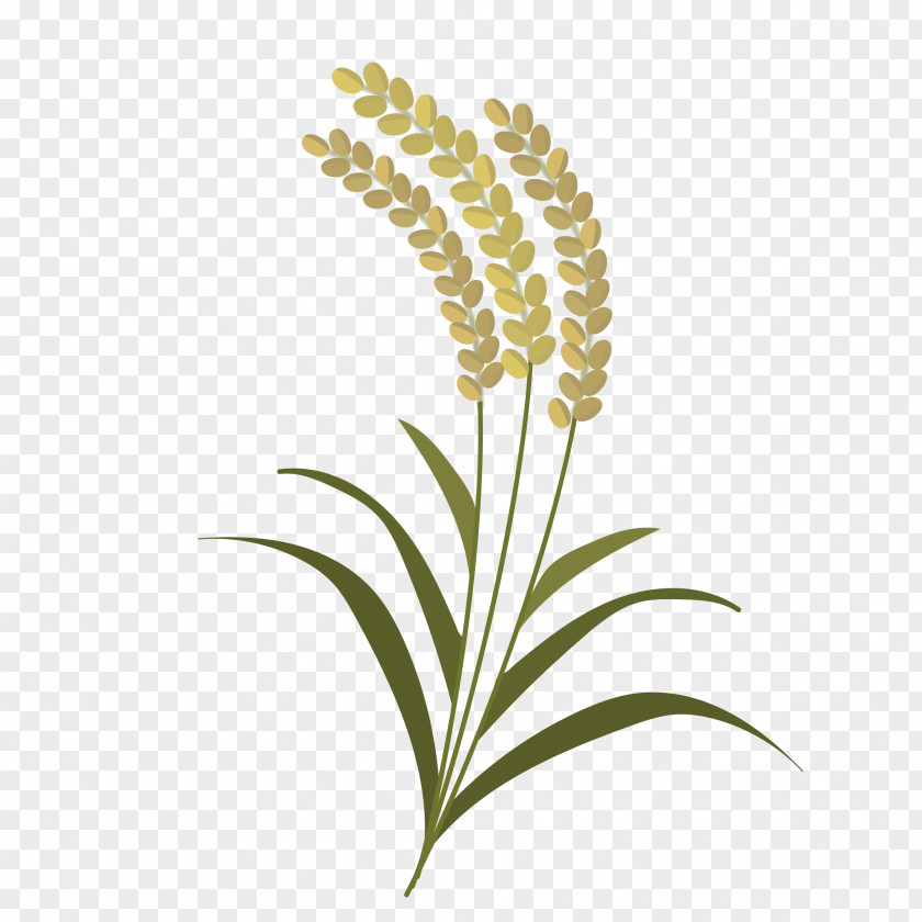 Rice Plant Grasses Leaf Commodity Stem PNG
