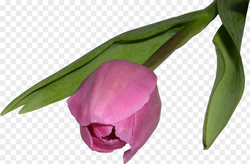 Tulip Flower Bouquet PNG