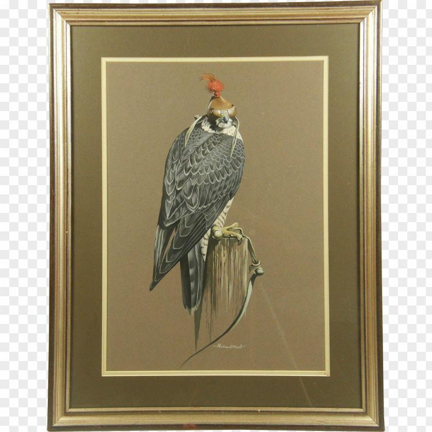 Bird The Birds Of America Painting Art Printmaking PNG