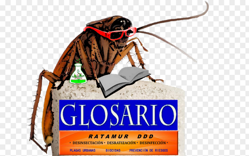 Cockroach Boric Acid Acari Beetle Spider PNG