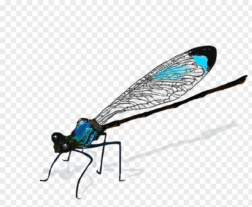 Dragon Fly Insect Dragonfly Drawing Damselfly PNG