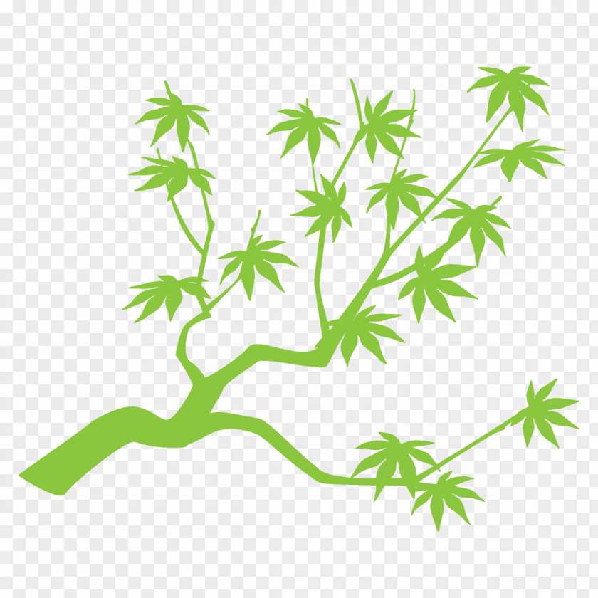 Flower Branch Maple Leaves Tree PNG