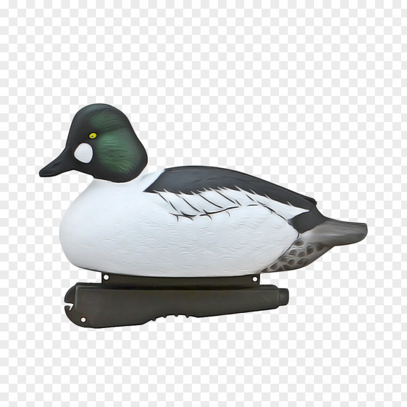 Seaduck Recreation Water Background PNG
