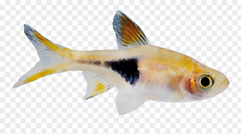 Seluang Fish Trigonostigma La Photo Sous-marine Puntius Goldfish PNG