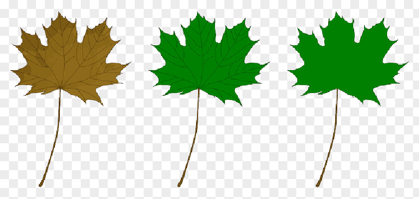 Autumn Maple Clip Art Drawing Vector Graphics PNG