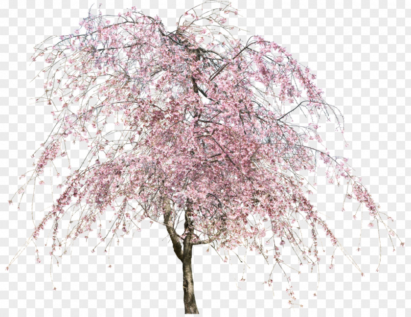 Nursery Cherry Blossom Tree PNG