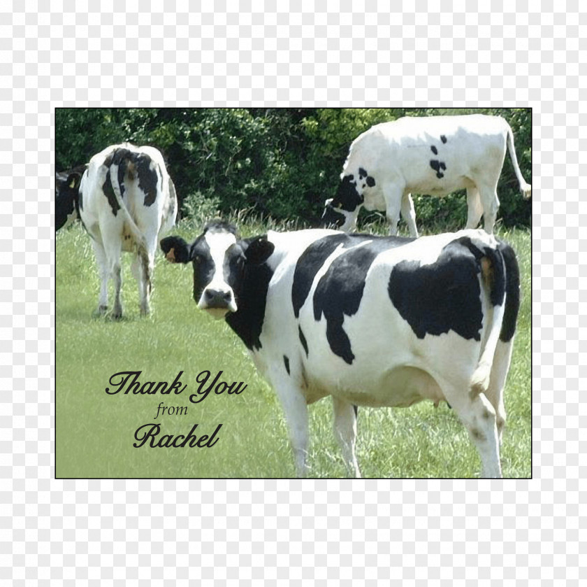 Wedding Dairy Cattle Calf Invitation PNG