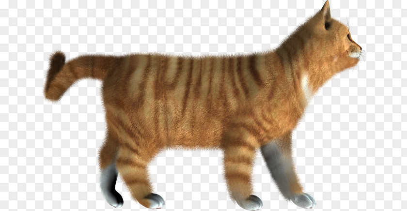 Cat Kitten Clip Art Desktop Wallpaper PNG