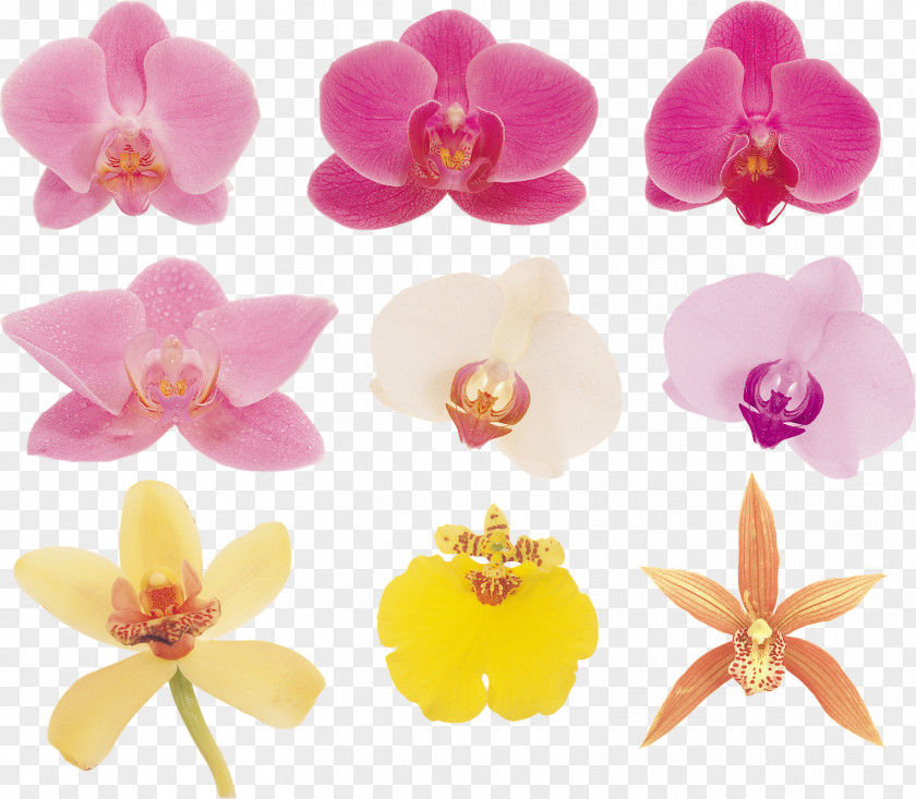 Flower Moth Orchids Plant Clip Art PNG