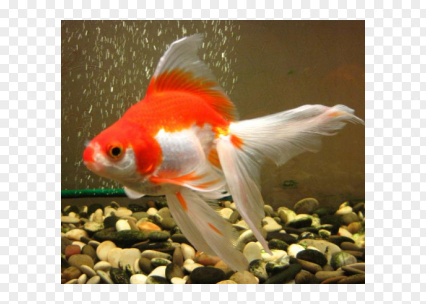 Goldfish Koi Feeder Fish Tail PNG